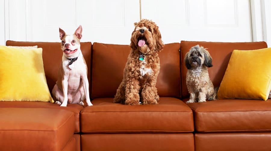 Le cuir ou le tissu sont-ils meilleurs pour les chiens ?