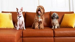 Is Leather Or Fabric Better For Dogs